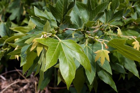 Plant Of The Month Sycamore