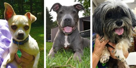 She snuggled in a chair with eileen's dog, nola, for several hours at a holiday party, and her life was never the same. 10 Great Places to Adopt a Dog in Southeast Michigan ...