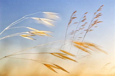 Reed Against Sky Stock Photo