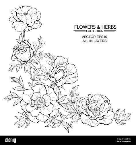 Peonies Vector Illustration Stock Photo Alamy