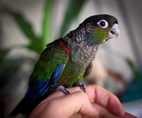 Crimson Bellied Conure Facts Care As Pets Price Pictures Singing