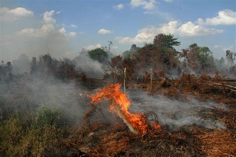 Forest Fire Threat To Escalate Says Indonesias Disaster Agency