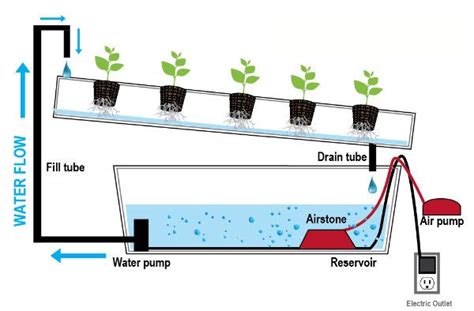 Simple Ebb And Flow Hydroponic System Alphonso Calderon