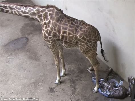 Finding His Feet Incredible Moment Baby Giraffe Takes His First Steps