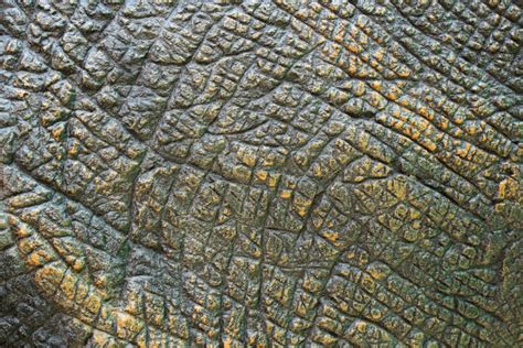 1100 Dinosaur Texture Skin Stock Photos Pictures And Royalty Free