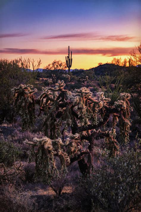 As Morning Calls In The Sonoran Photograph By Saija Lehtonen Fine Art