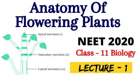 Anatomy Of Flowering Plants Lecture 1 Neet Biology Neet 2020 21