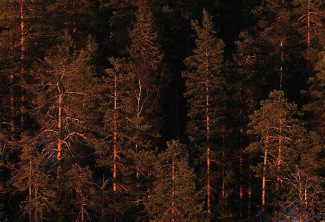 Forest Sunset Russia Photograph By Peter Essick Fine Art America