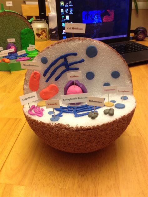 Animal Cell Labeled And Parts Made With Clay Animal Cells Model
