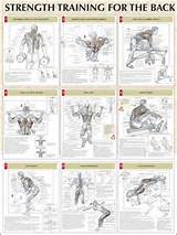 Pictures of Best Back Muscle Exercises