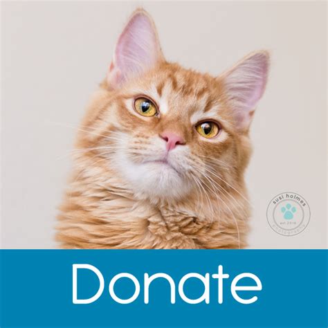 To learn more about each adoptable british shorthair, click on the i icon for some fast facts, or click. Happy Cats Haven - giving homeless Colorado cats another ...