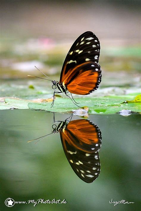 Butterfly Reflectionpeaceful Beautiful Butterfly Photography