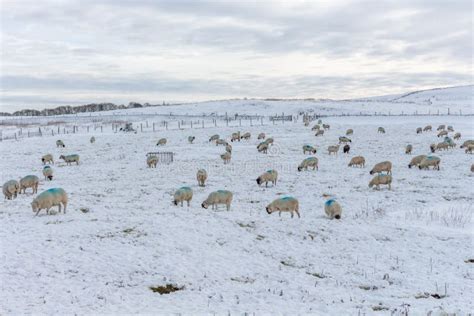 Winter View Of Snow Covered Field With Grazing Sheep Derbyshire Uk