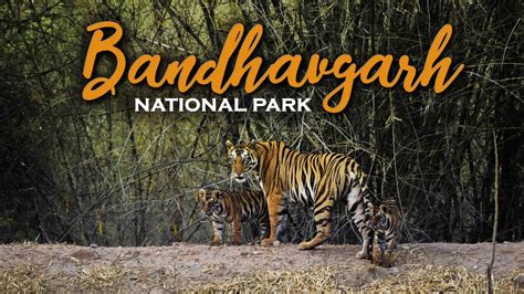 Bandhavgarh National Park Tigress Tara With Two Cubs May 2019 YouTube