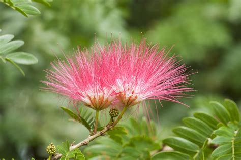 How To Grow Mimosa Trees From Seed