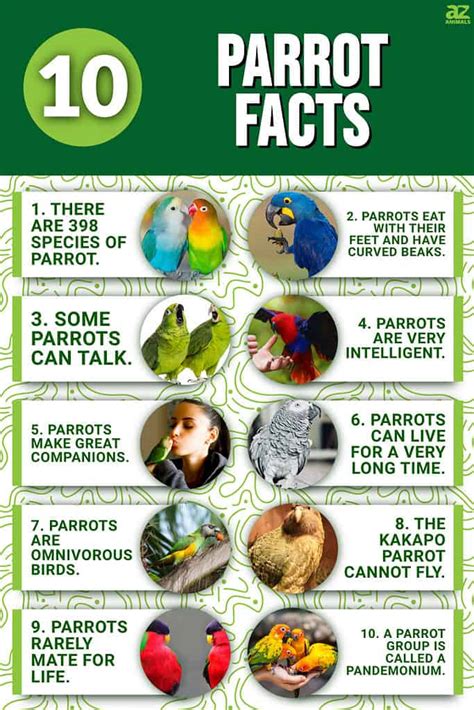 10 Incredible Parrot Facts A Z Animals