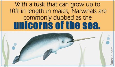 24 Interesting Facts About The Narwhal Unicorn Of The Sea Narwhal