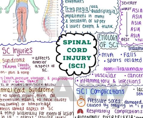 Spinal Cord Injury One Page Outline Concept Map Includes Myotomes