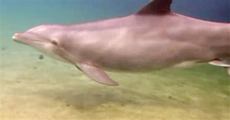 Check Out This Incredible Footage Of A Dolphin Giving Birth Cbs News