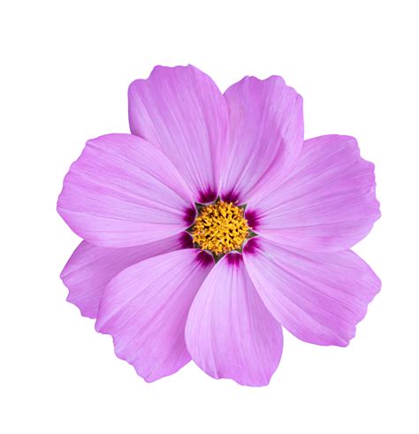 Cosmos Flower Isolated On A White Background Png