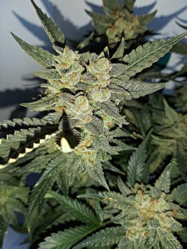 Gorilla Cookies Automatic Strain Info Gorilla Cookies Automatic Weed