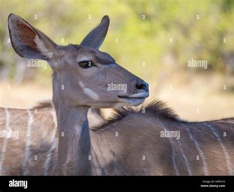 Portrait Of Large Peaceful Greater Kudu Antelope On Safari In Moremi Np