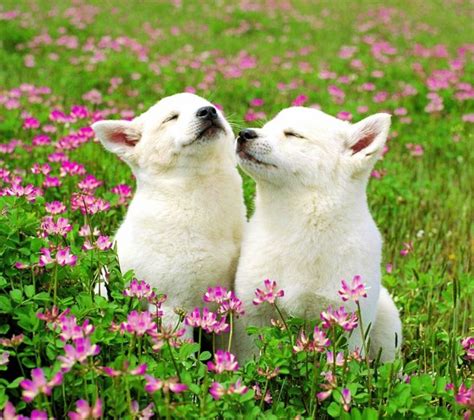 Dogs Who Couldnt Be More Delighted That Spring Is Here