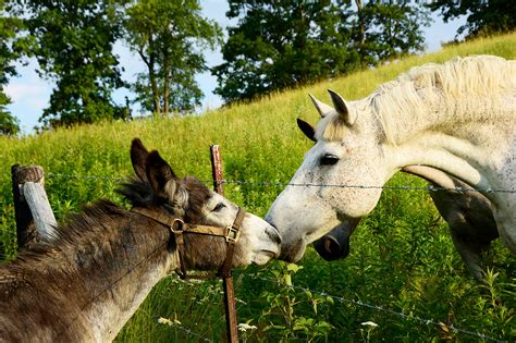 Donkeys And Horses Desert Ecosystem Engineers Reasons To Believe