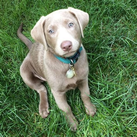 Look at pictures of golden retriever puppies who need a home. Silver Lab - The Facts About Silver Labrador Retrievers ...