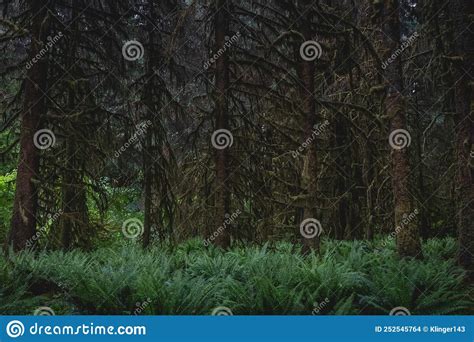 Beautiful Old Growth Forest Of Washingtonâ€ S Olympic Peninsula Stock