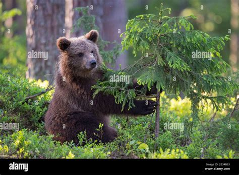 European Brown Bear Ursus Arctos Arctos Baer Cub Playing With Young