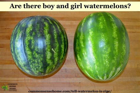 The first way to know when your watermelon is ready to pick is by checking the curly tendril on the stem above the watermelon when the watermelon is ripe the tendril will turn brown and dry up. How to Tell if a Watermelon is Ripe - 4 Tips to Pick a ...