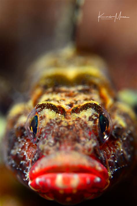 Red Mouth Goby Karlo Macas Photography