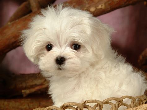 Fluffy Maltese Puppy Dogs White Maltese Puppies Wallpapers 1600x1200