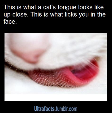 Fun Fact The Tongue Of A Cat Has Tiny Backward Facing Barbs Papillae