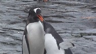 Mamá pingüino alimenta a polluelo - Mom penguin feeds a chick - YouTube