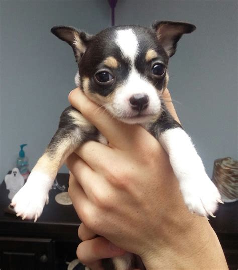 59 Teacup Chihuahua For Sale In Nc Photo Bleumoonproductions