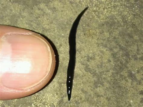 Long Skinny Black Worm In House Captions Trend