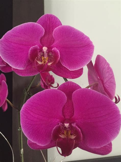 Magenta Orchids Stock Image Image Of Purple Bloom Magenta 87342829