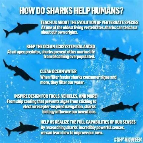 Shark Facts 🦈 Shark Facts Shark Shark Conservation
