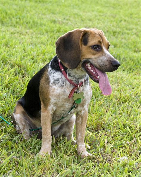 Blue Tick Beagle Top Facts And Guide Animal Corner