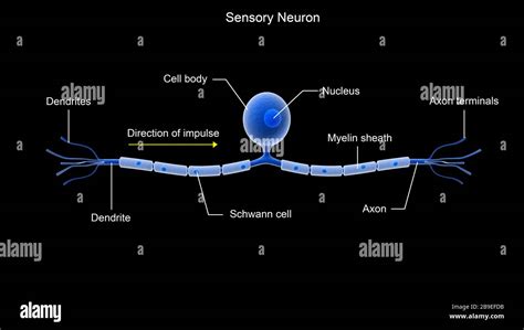 Conceptual Image Of A Sensory Neuron Stock Photo Alamy