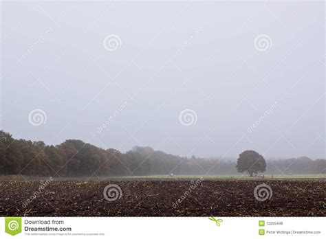 Single Tree Standing In The Countryside Stock Photo Image Of