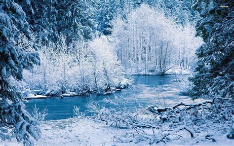 Icy Winter Forest Wallpapers And Images Wallpapers Pictures Photos