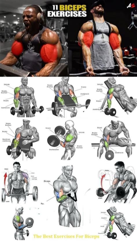 Ultimate Arms Workout Plan For Size In 2020 Shoulder Workout Biceps