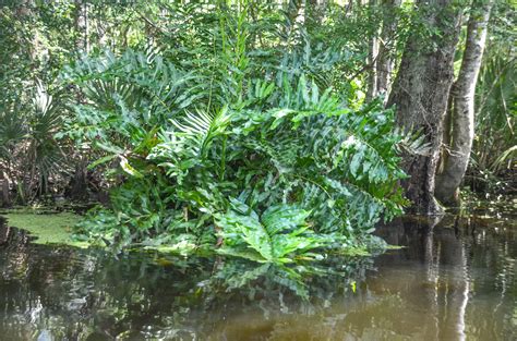 Giant Leather Fern Deep Creek Florida Paddle Notes