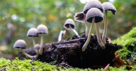 Oregon To Open First Psilocybin Therapy Treatment Center In Us