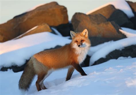 Animal Facts Red Fox Canadian Geographic