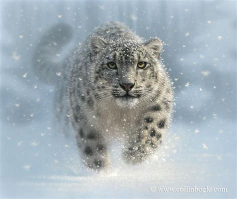 Snow Leopard Art Print Snow Leopard Painting Big Cat Etsy Snow