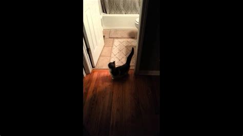 midget cat jumps through shower curtain youtube